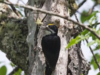 U0U1944c  Black-backed Woodpecker (Picoides arcticus) -  male near nest